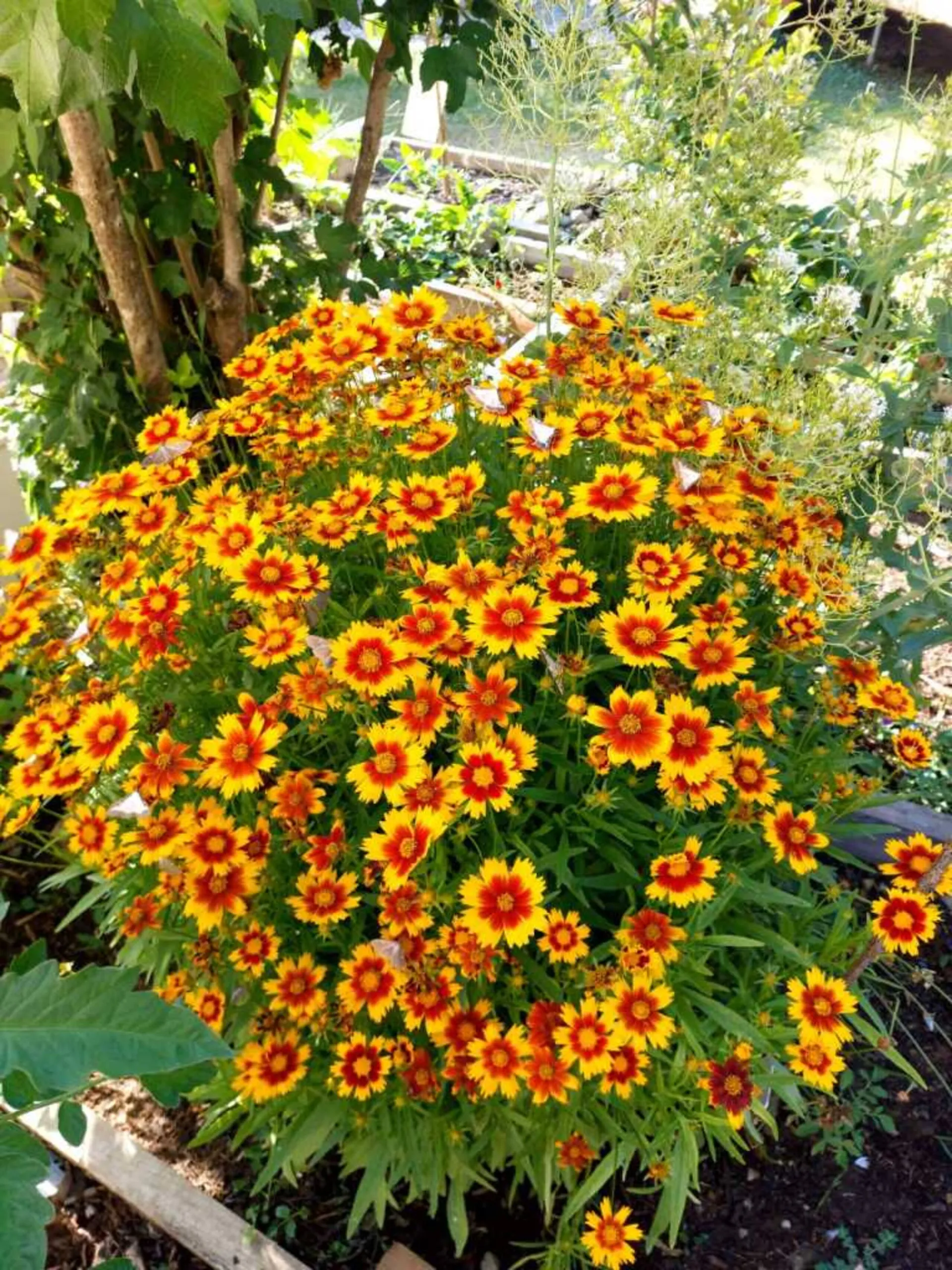 Un massif de coréopsis jaunes et rouges dans le jardin