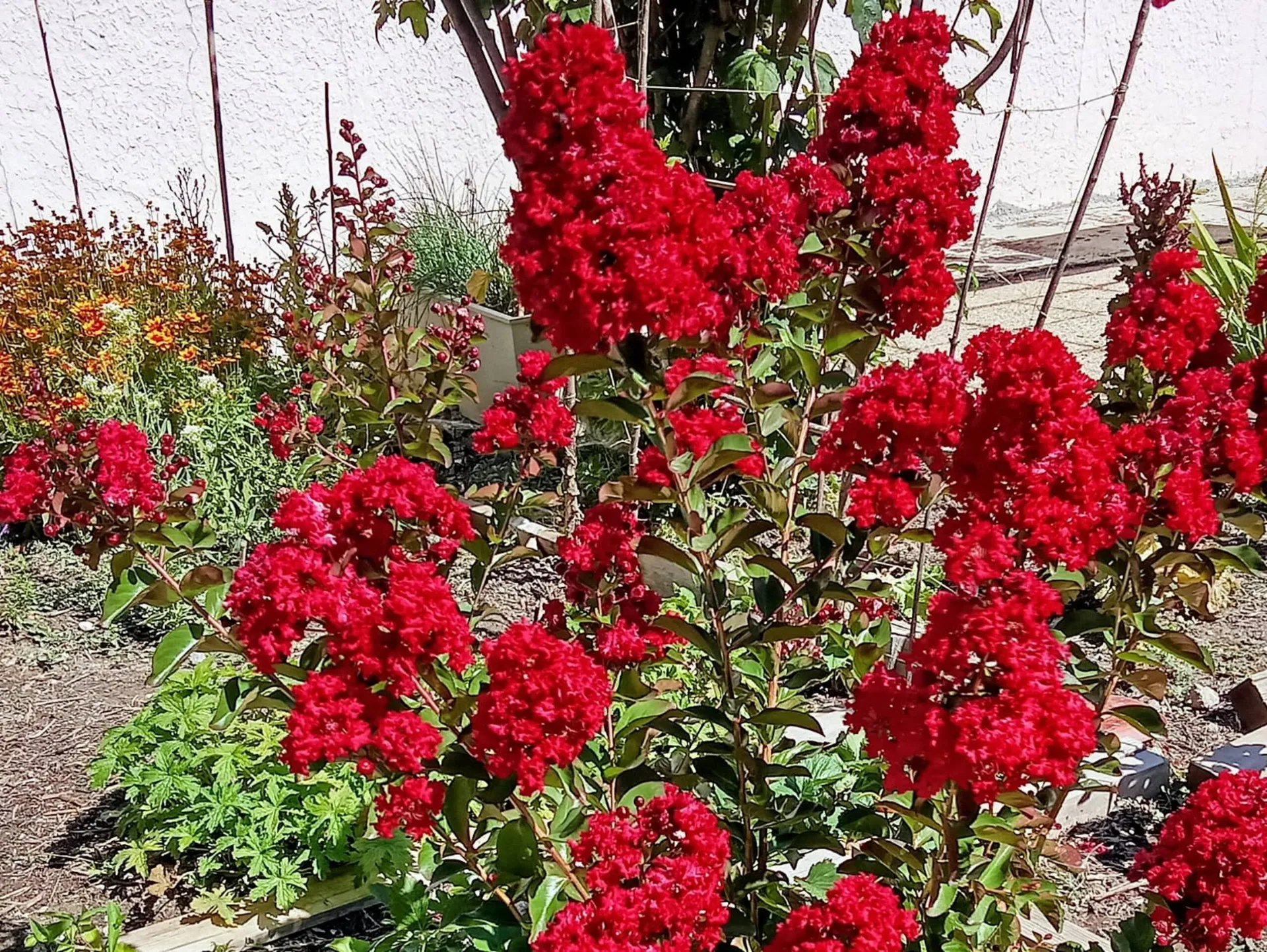 Un lilas des Indes en fleurs, rouge vif