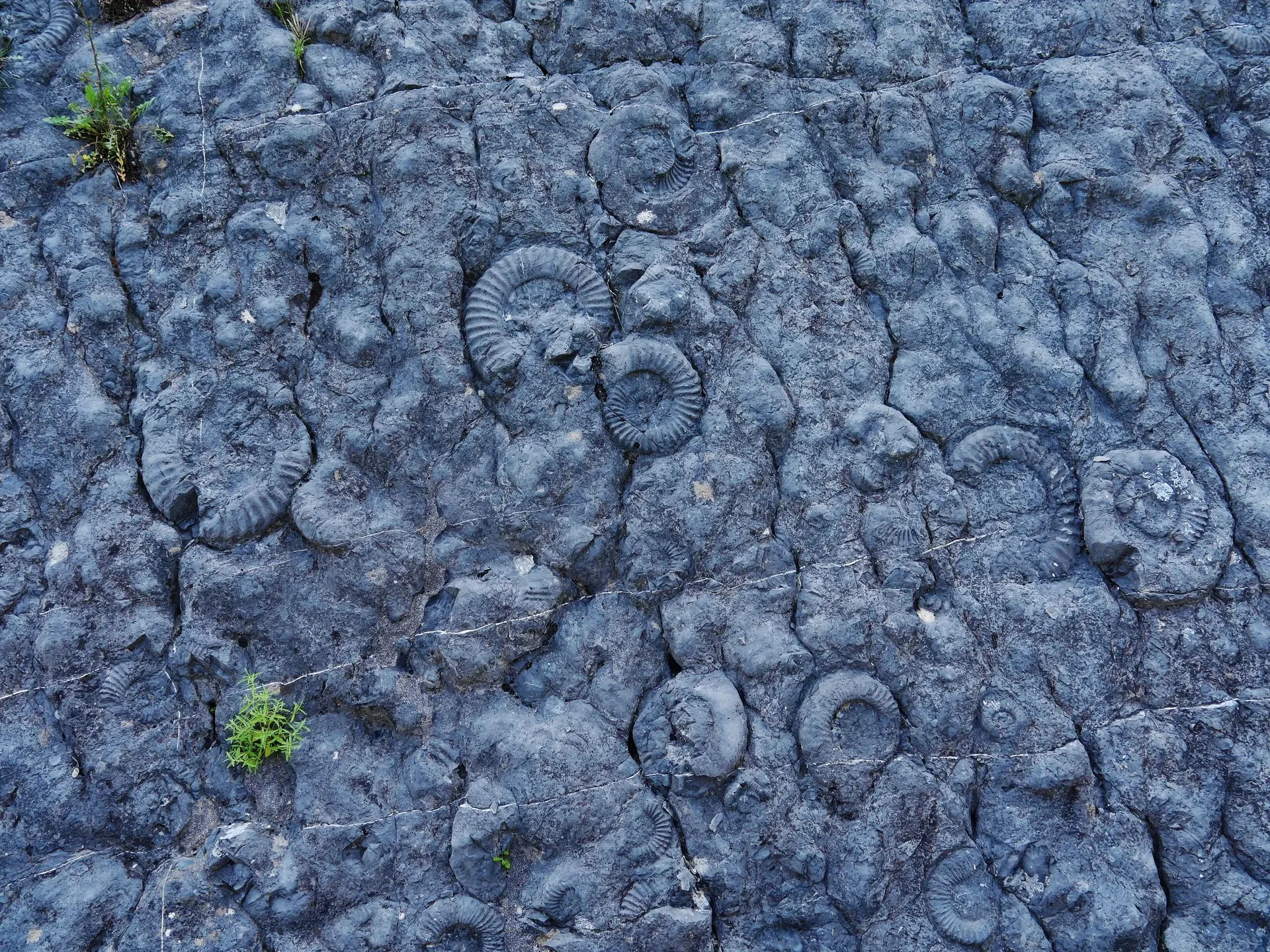 La dalle aux ammonites, une roche grise couverte de fossiles spiralés