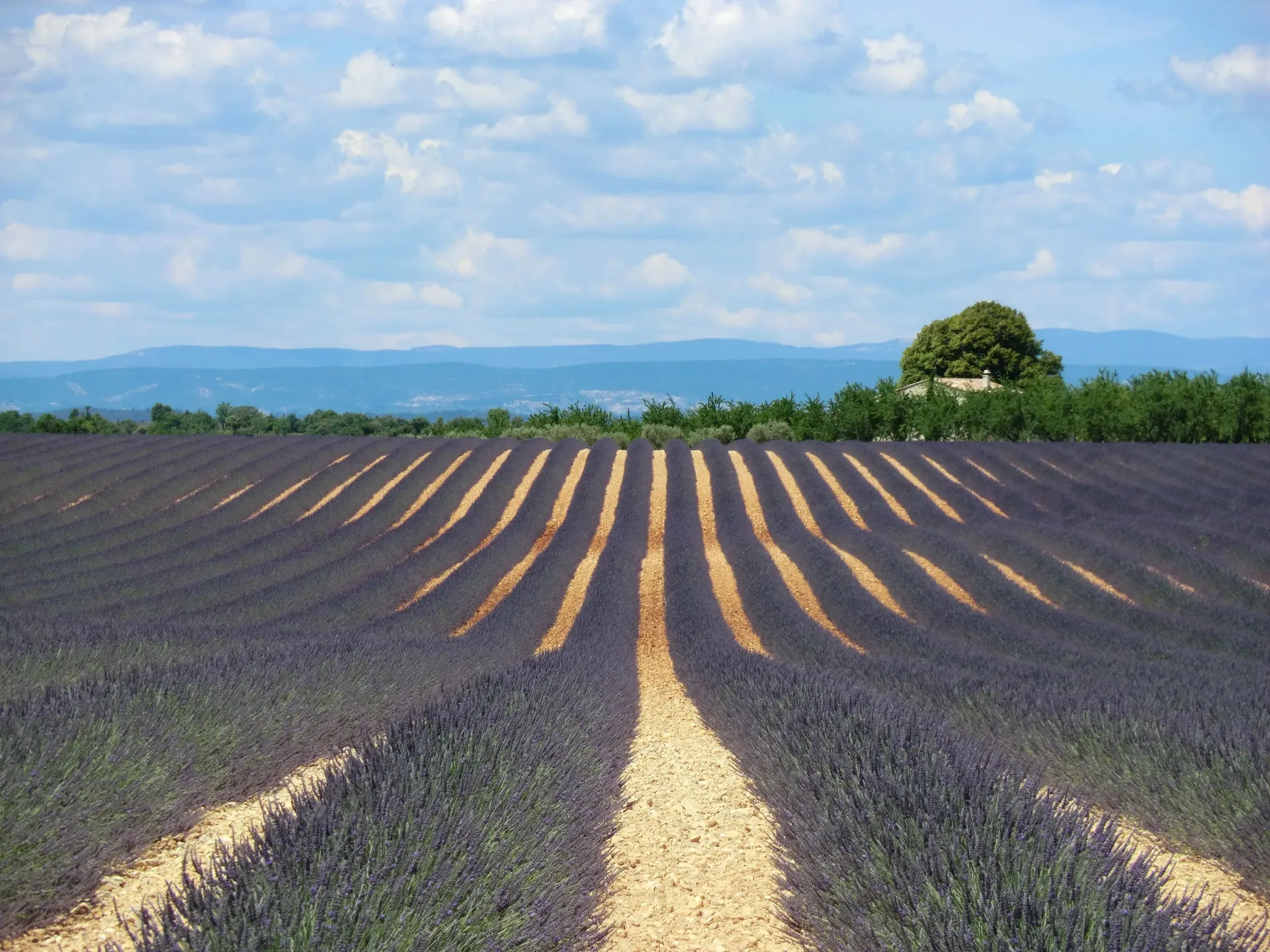 Rangs de lavande en fleurs sur le plateau de Valensole, un arbre isolé à l’horizon